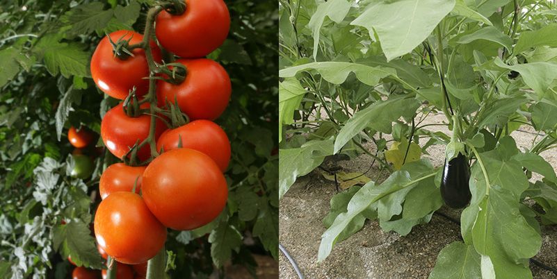 Cultivos agrícolas - Biosciens Agro